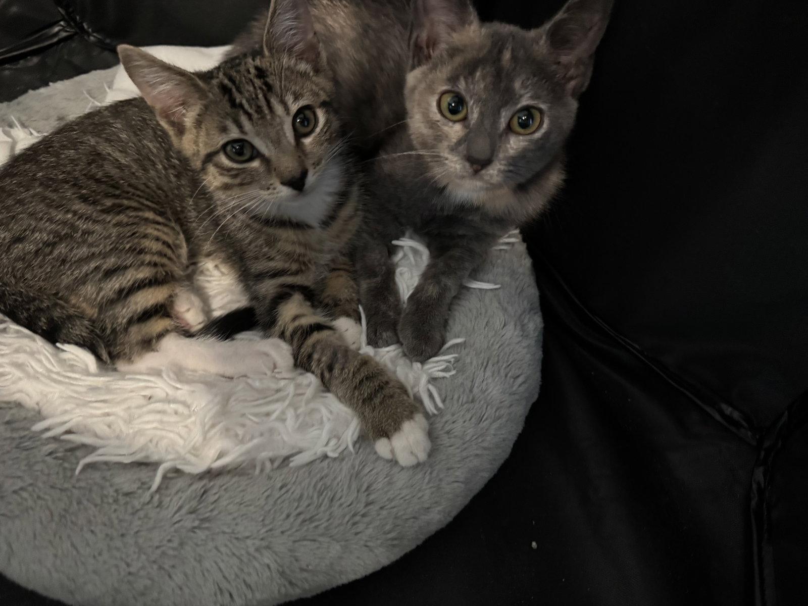 Enlarge Toby, a Adoptable Domestic Short Hair in King George, VA image 2/3
