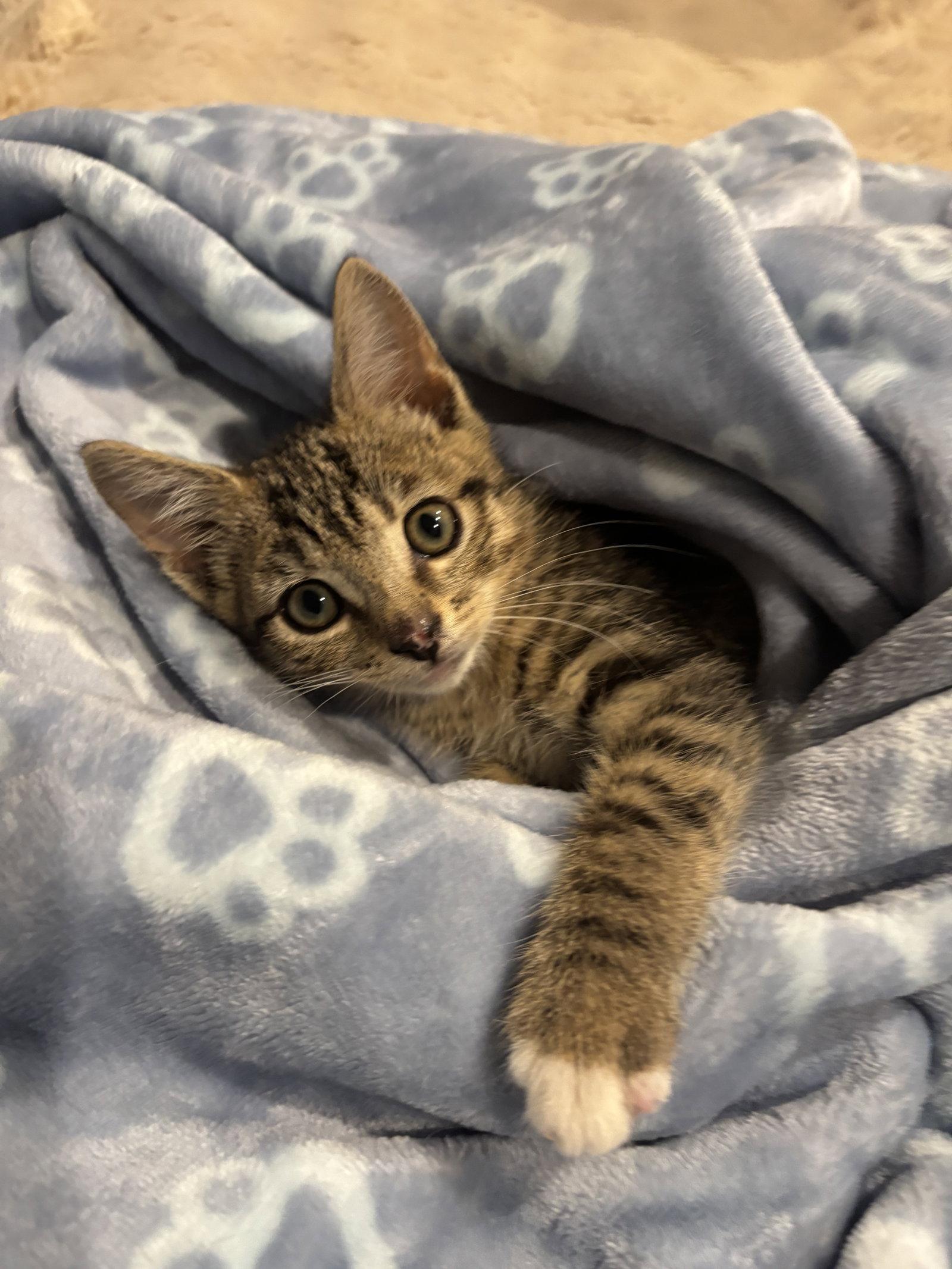 Enlarge Toby, a Adoptable Domestic Short Hair in King George, VA image 3/3