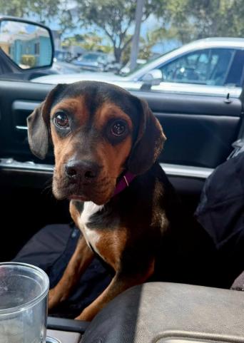 Mabel II, Adopted, Young Female Beagle.