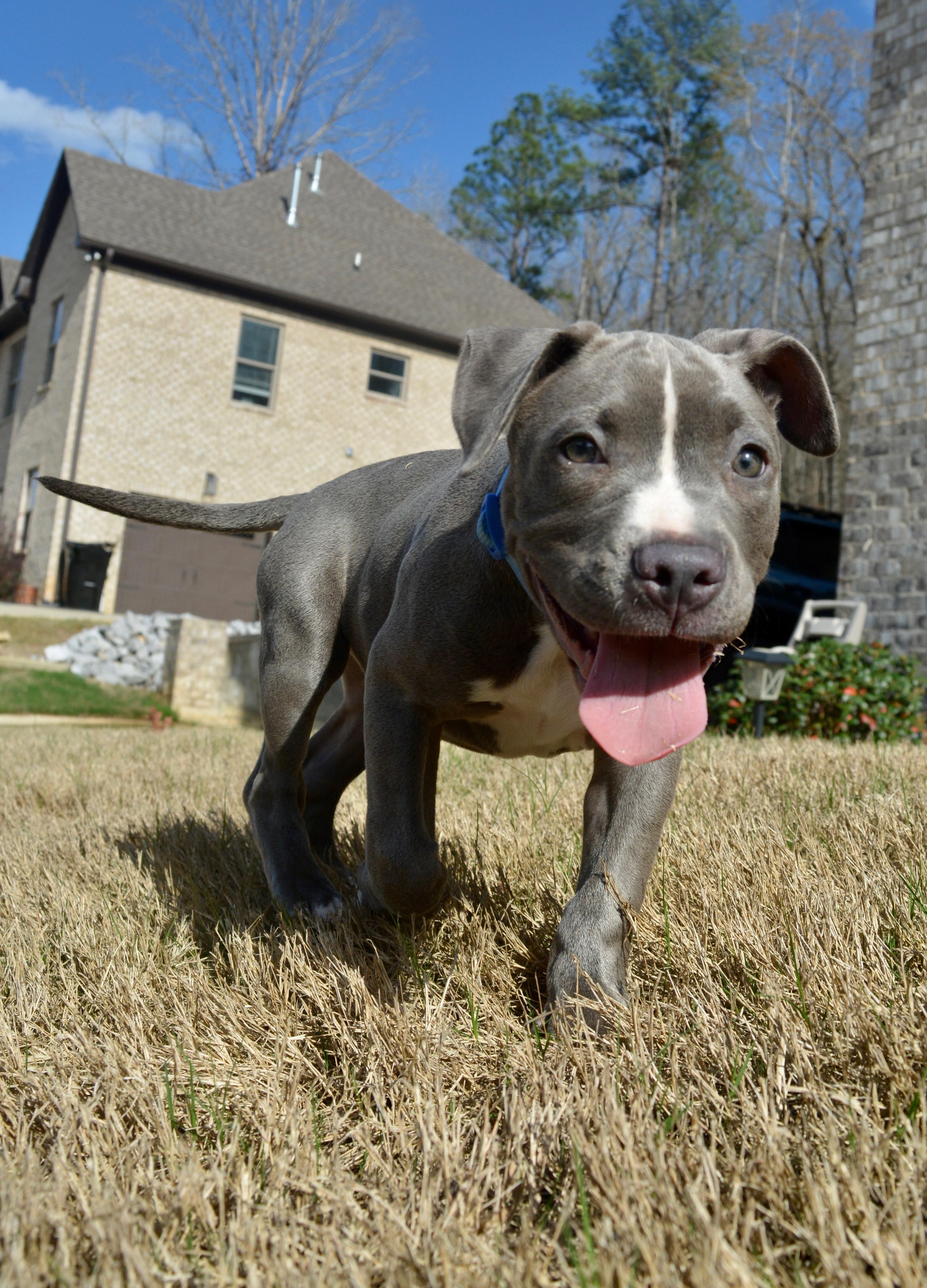 Enlarge Charlie , an adopted mixed breed in Quakertown, PA image 3/6