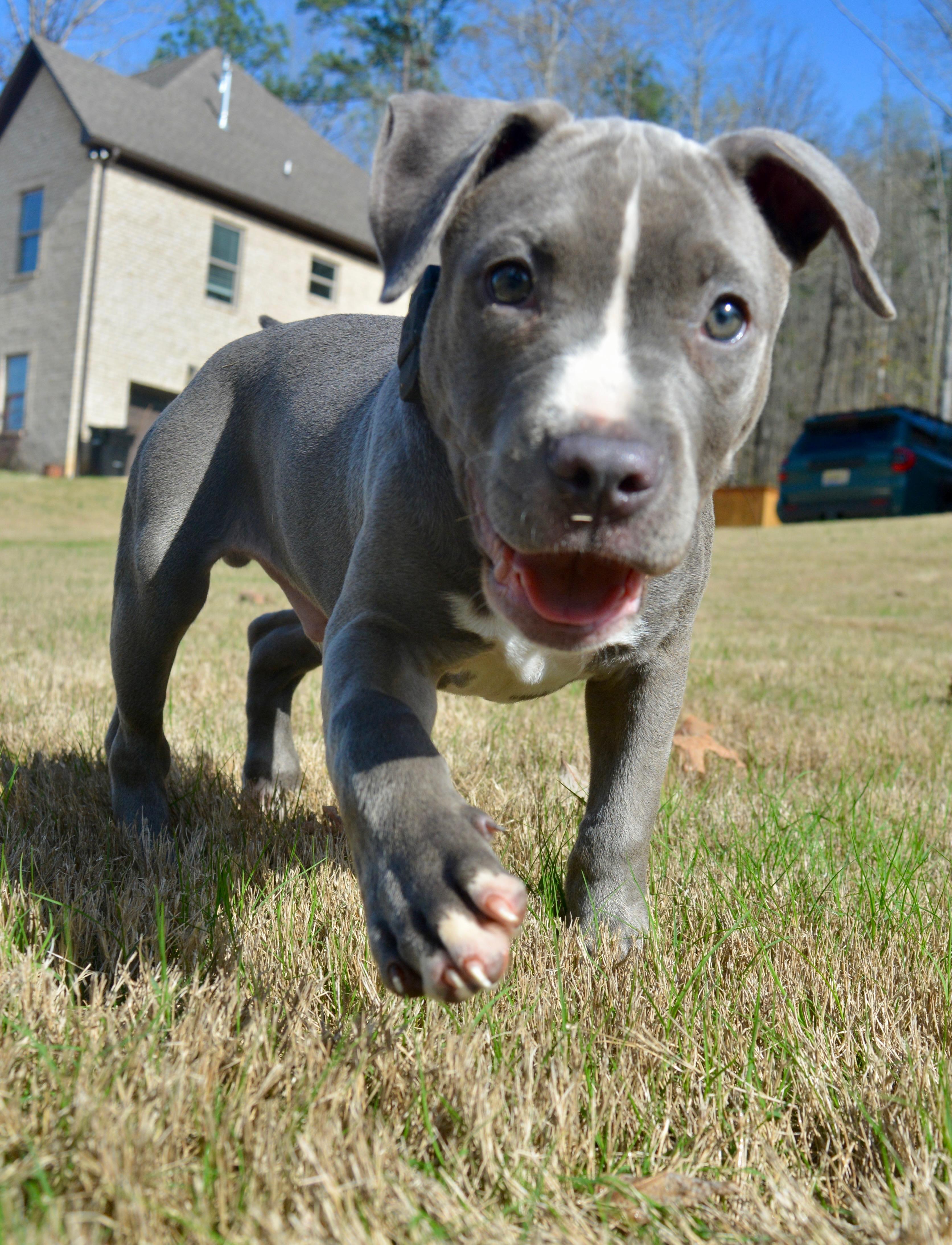 Enlarge Charlie , an adopted mixed breed in Quakertown, PA image 2/6