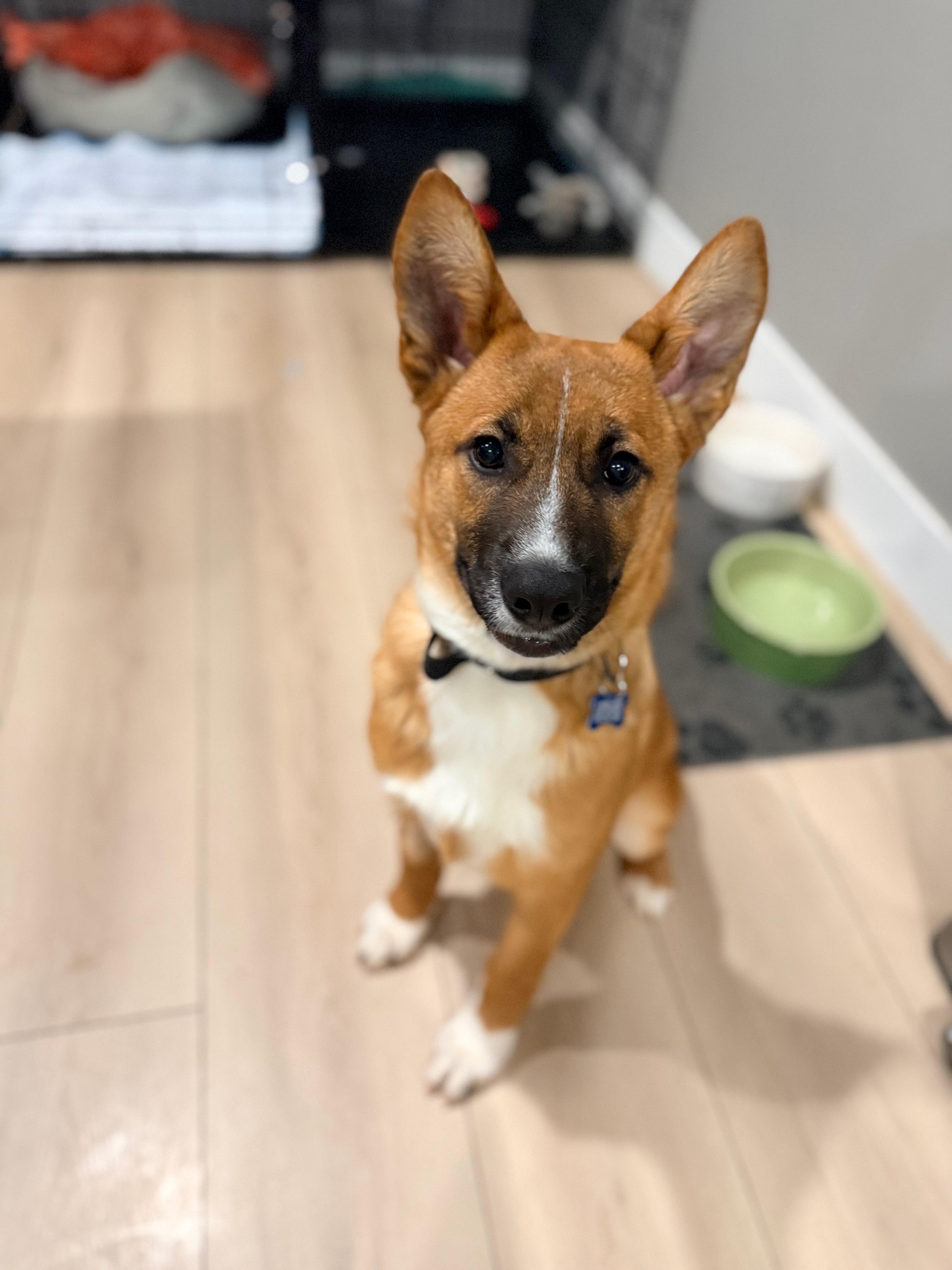 Enlarge Caleb, a ADOPTABLE mixed breed in Las Vegas, NV image 2/3