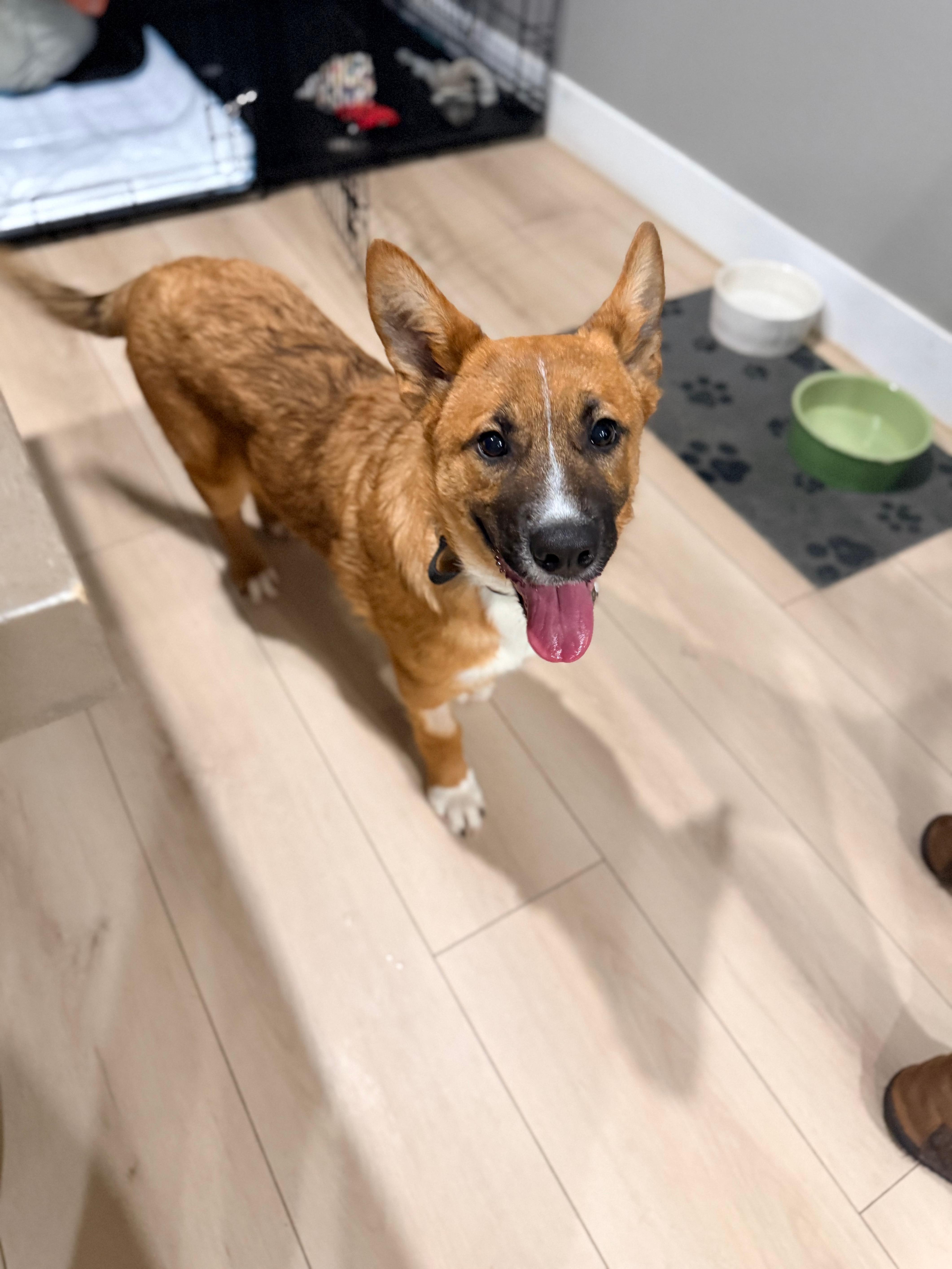 Enlarge Caleb, a ADOPTABLE mixed breed in Las Vegas, NV image 3/3