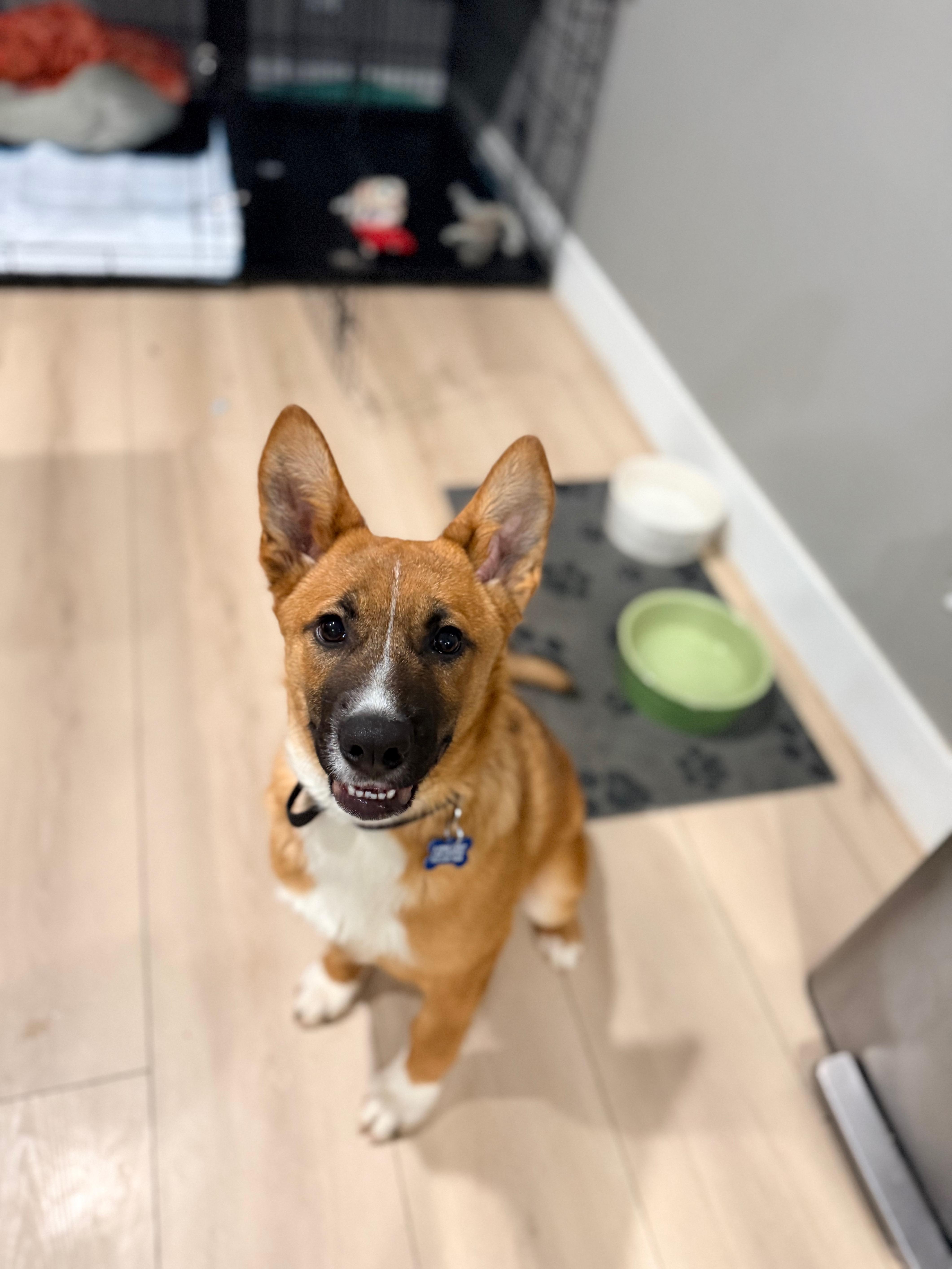 Caleb, ADOPTABLE, Puppy Male Shepherd.