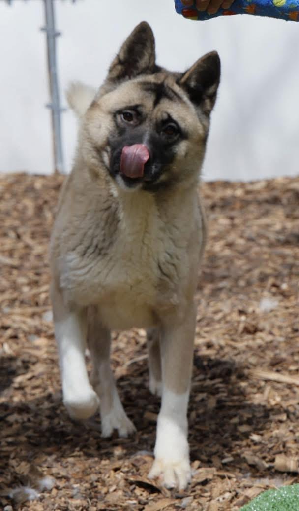 Tina, a Adoptable Akita in Toms River, NJ image 5/6