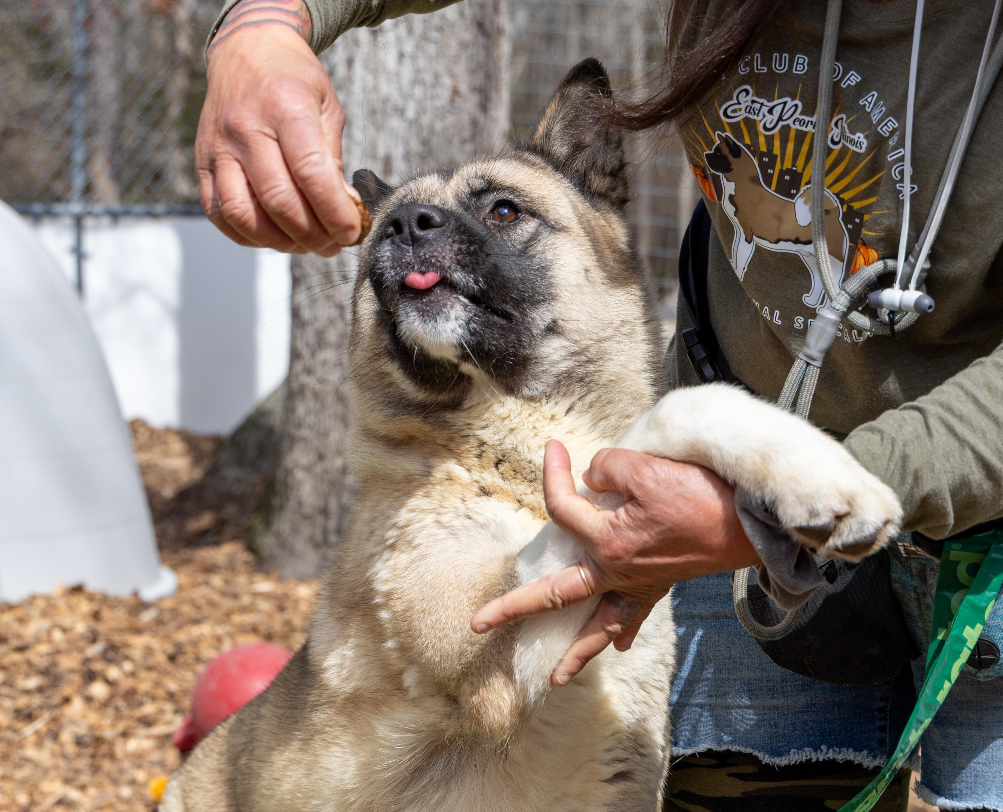 Tina, a Adoptable Akita in Toms River, NJ image 1/6
