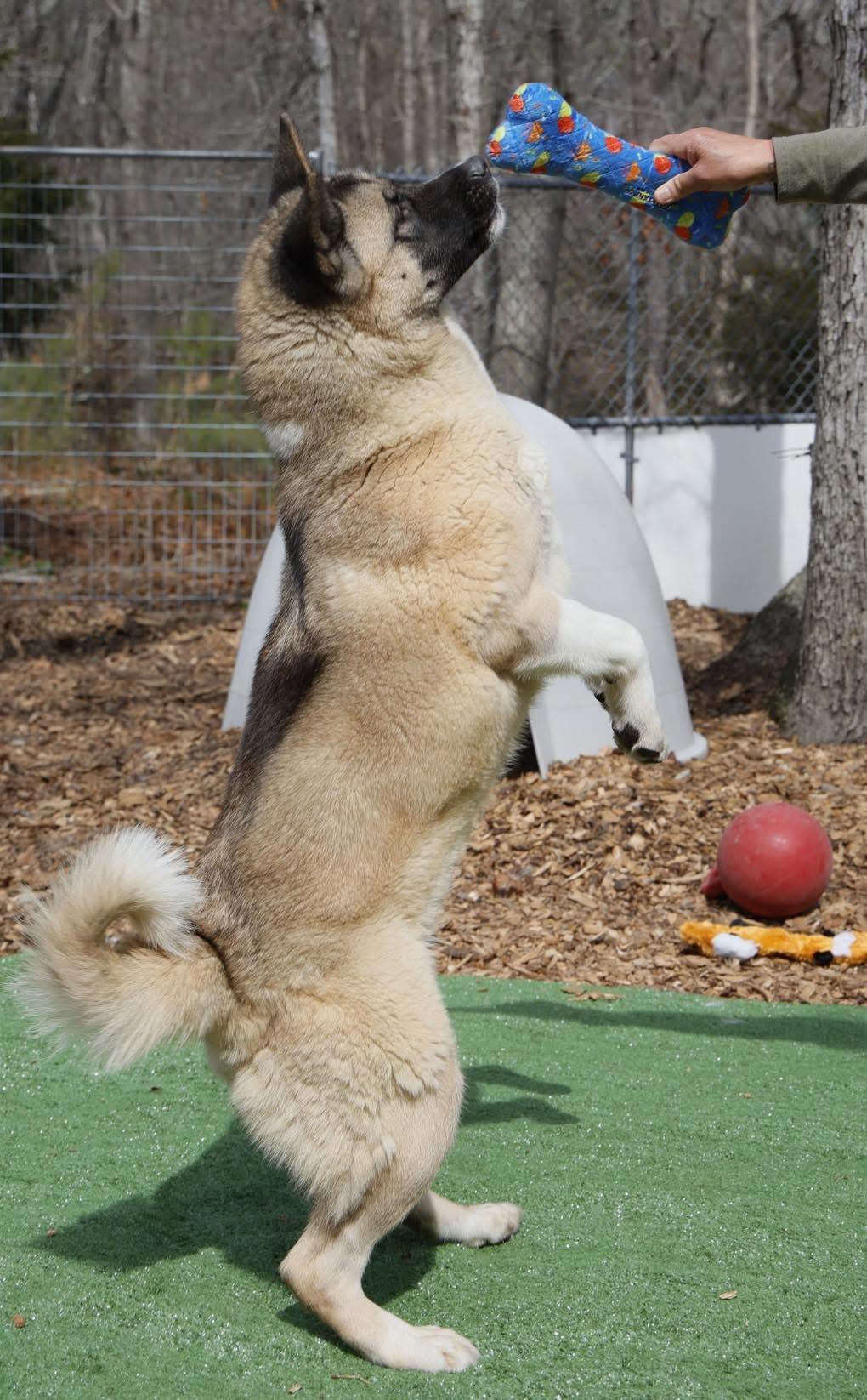 Tina, a Adoptable Akita in Toms River, NJ image 4/6