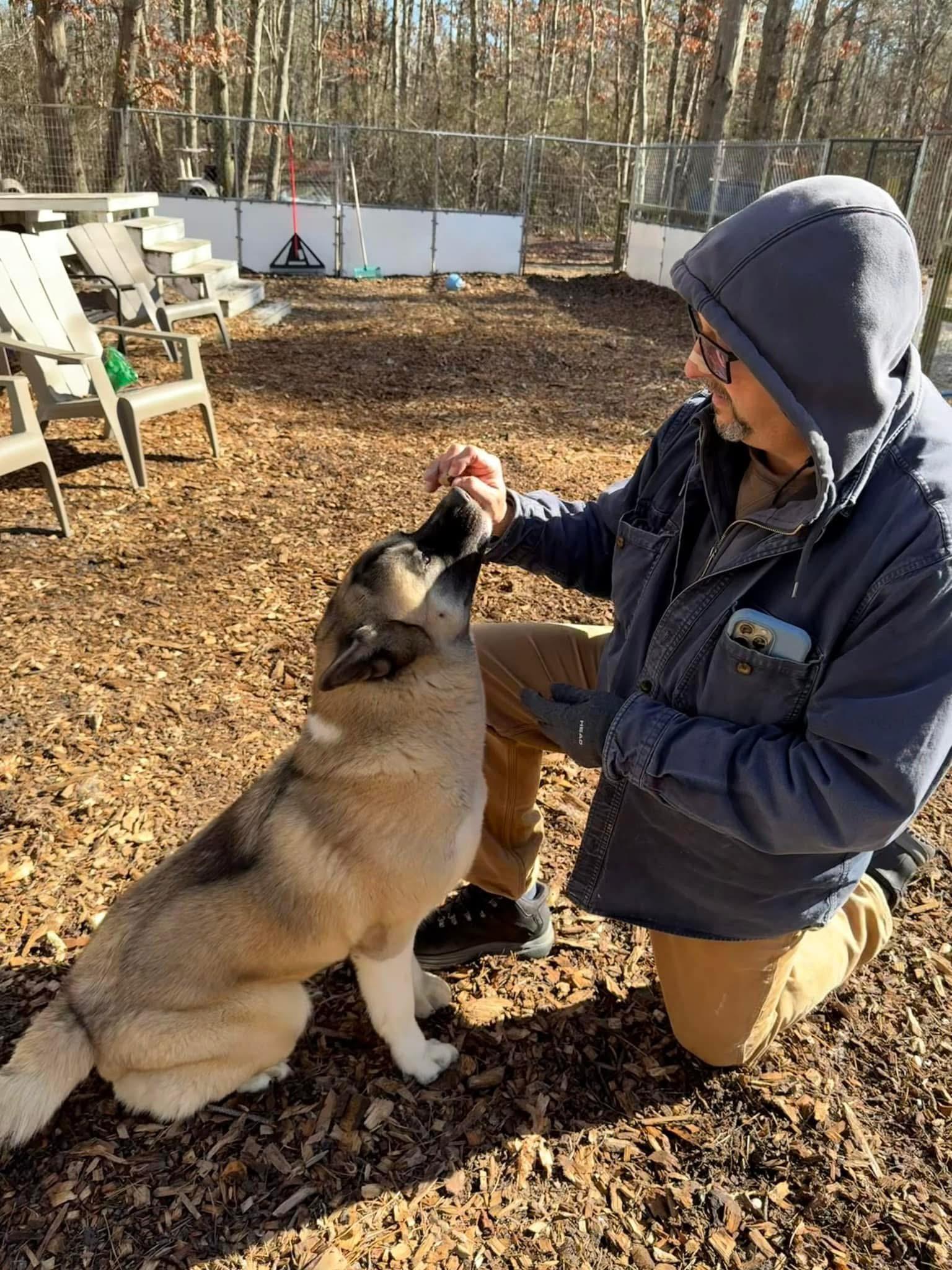 Tina, a Adoptable Akita in Toms River, NJ image 3/6