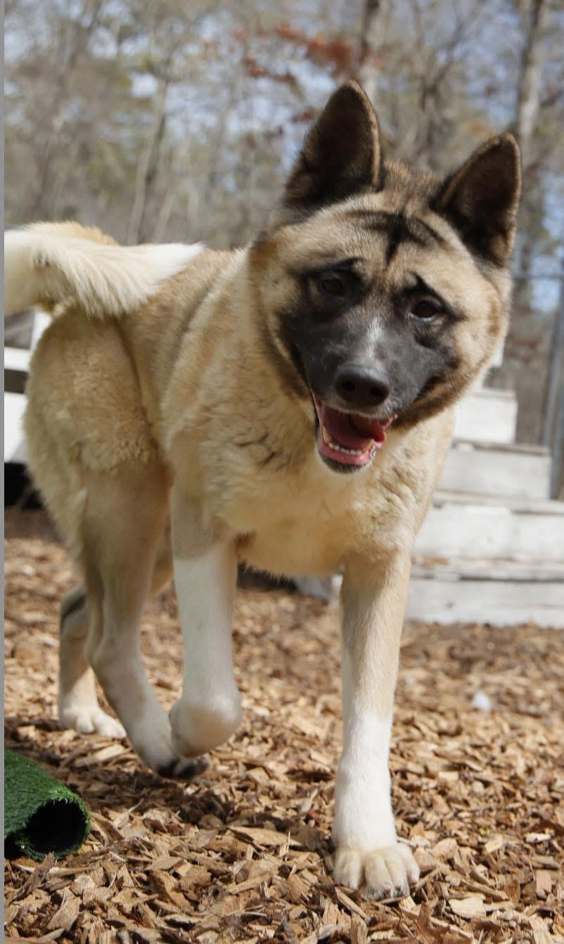 Tina, a Adoptable Akita in Toms River, NJ image 2/6