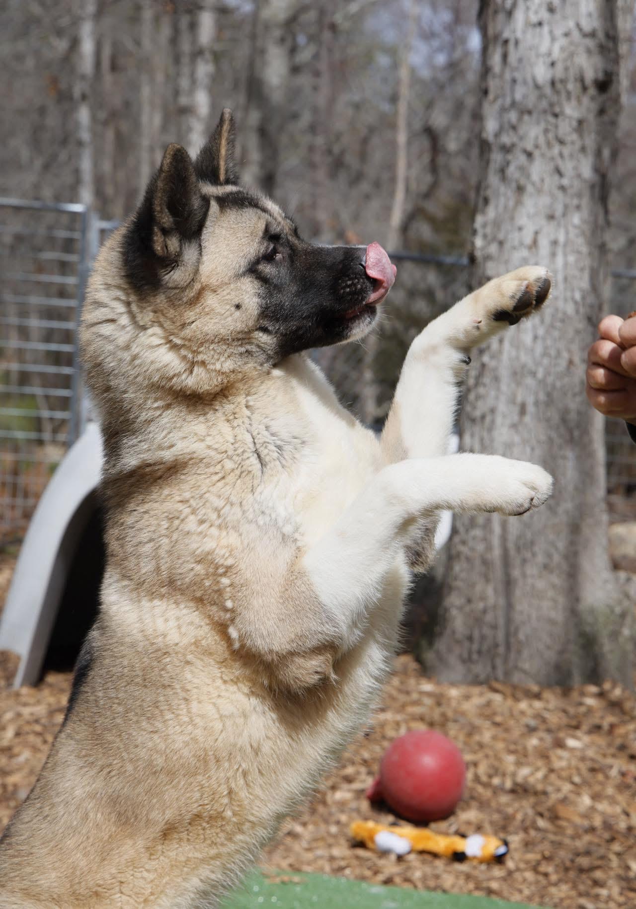 Tina, a Adoptable Akita in Toms River, NJ image 6/6