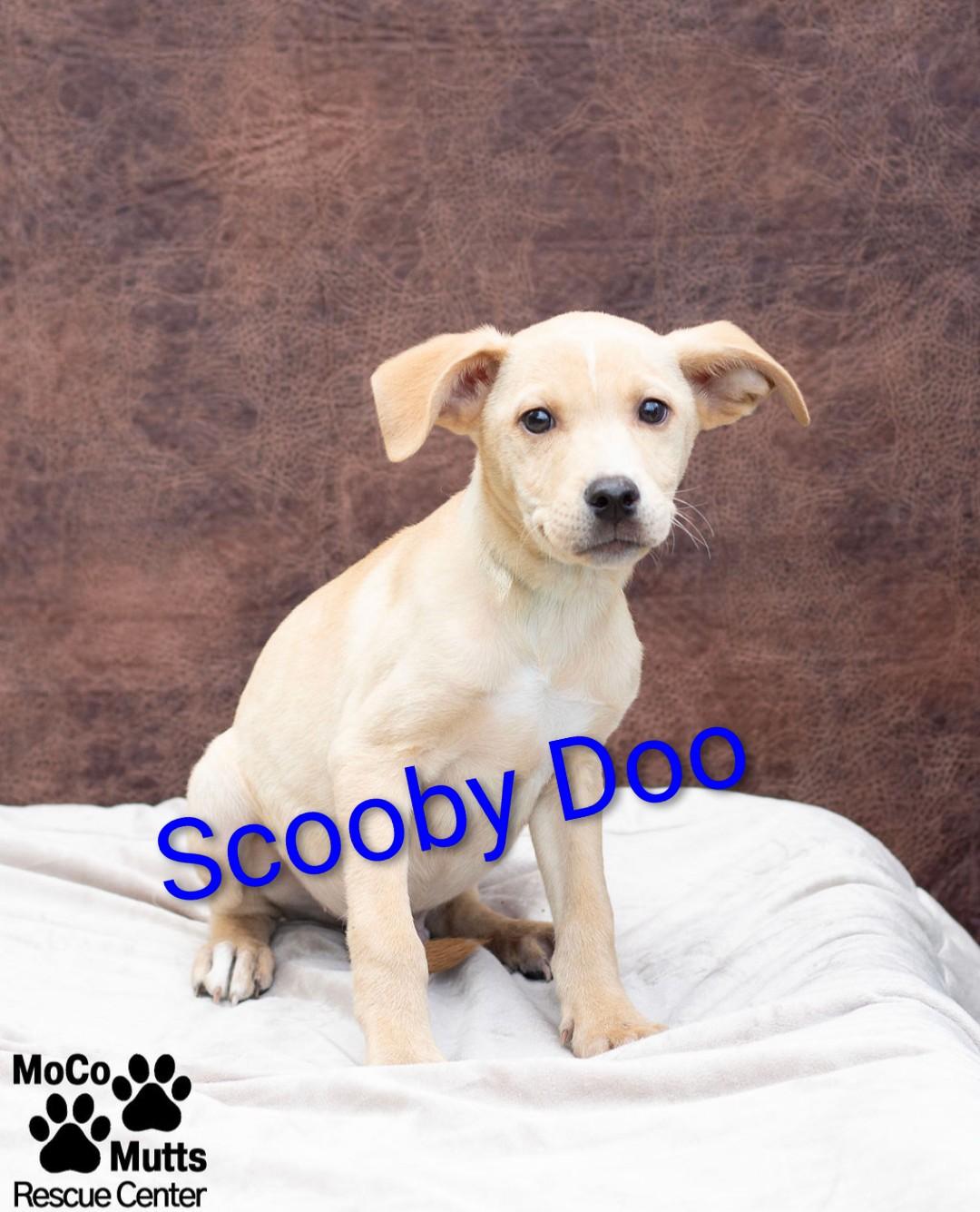 Enlarge Mystery Gang Litter, a ADOPTABLE Mixed Breed in Sunbright, TN image 2/2