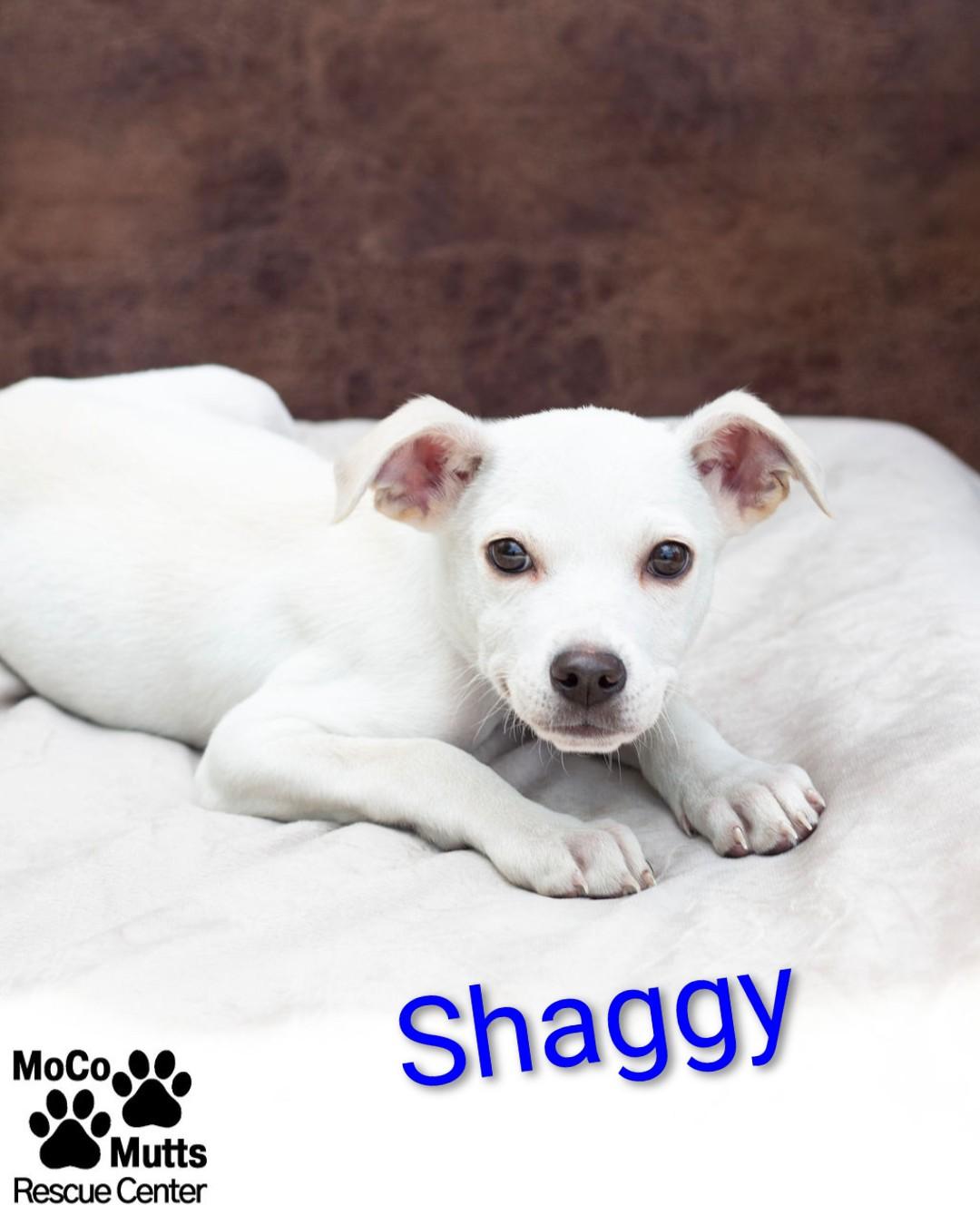 Mystery Gang Litter, ADOPTABLE, Puppy Male Mixed Breed.