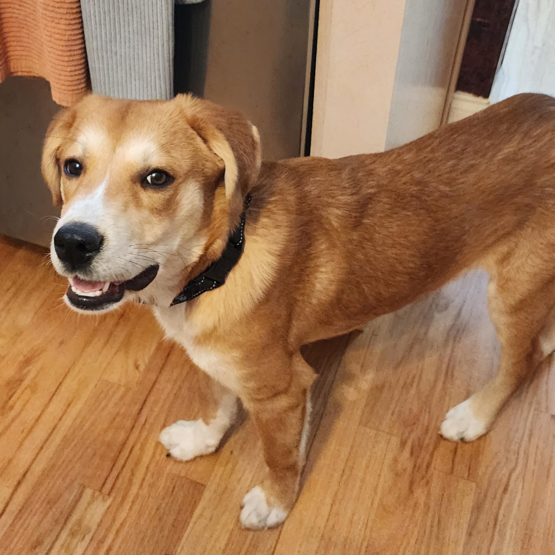 Enlarge Gelato, an adopted mixed breed in Cumming, GA image 6/6