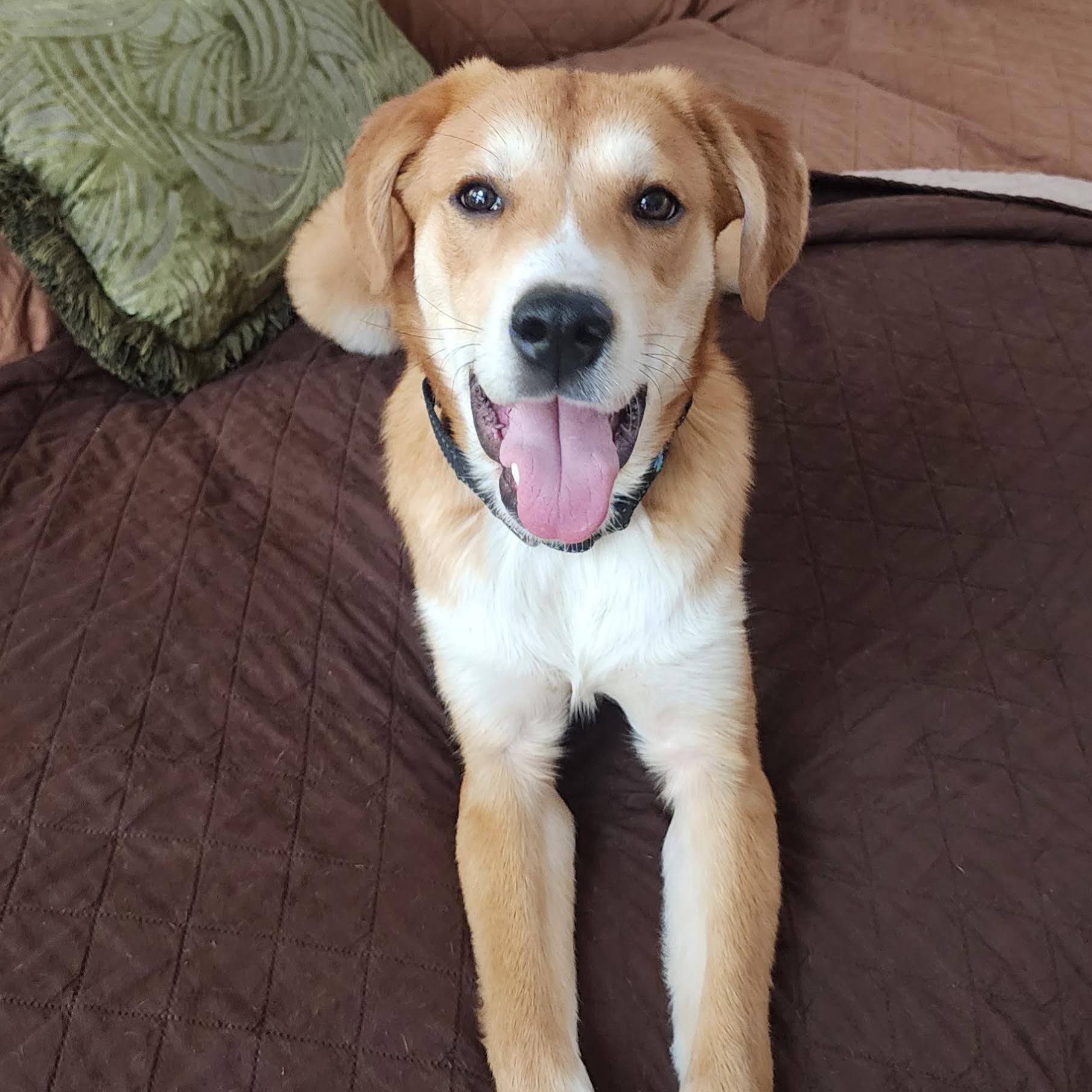 Enlarge Gelato, an adopted mixed breed in Cumming, GA image 3/6