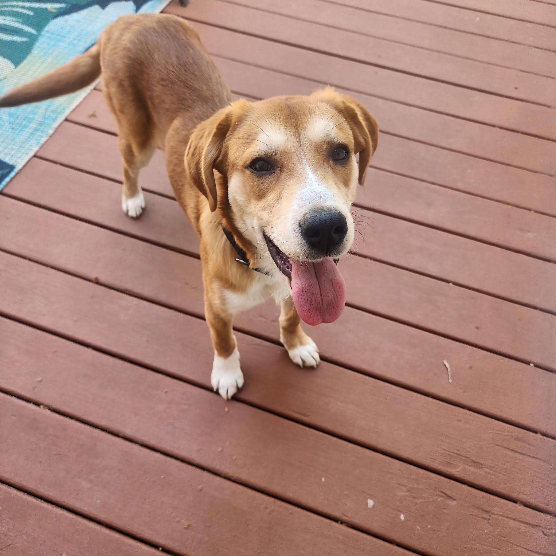 Enlarge Gelato, an adopted mixed breed in Cumming, GA image 4/6