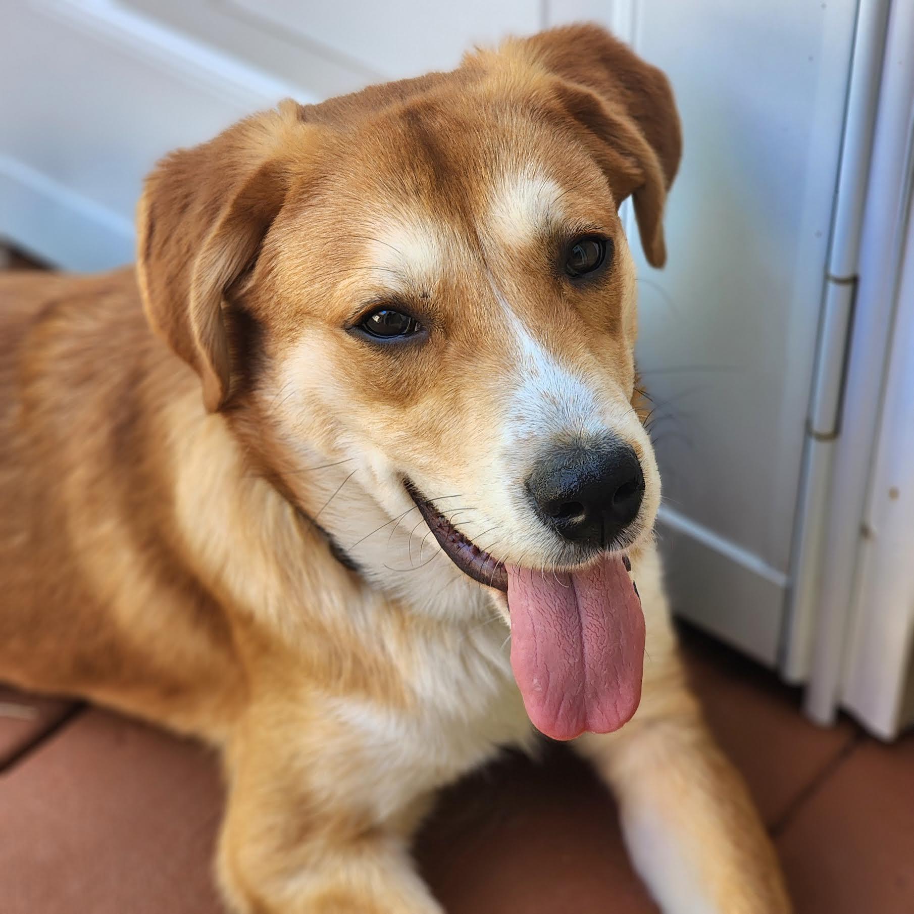 Enlarge Gelato, an adopted mixed breed in Cumming, GA image 5/6