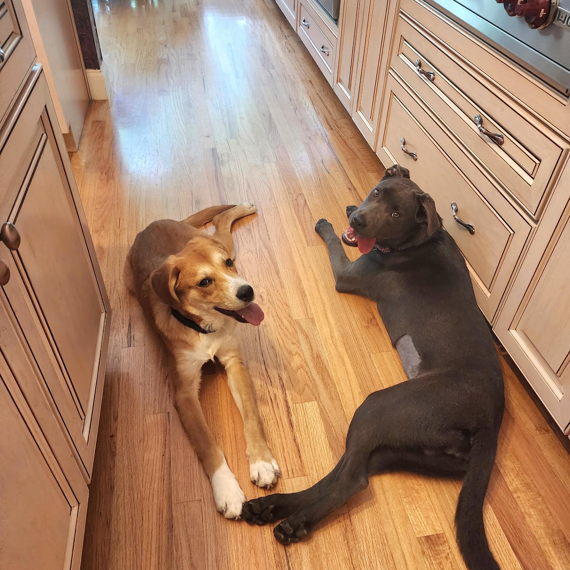 Enlarge Gelato, an adopted mixed breed in Cumming, GA image 2/6