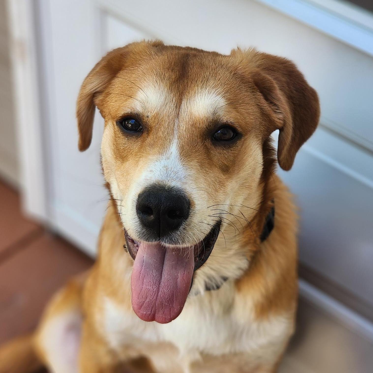 Gelato, adopted, Puppy Male Labrador Retriever & Shepherd.