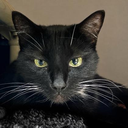 Gretta, Adoptable, Young Female Domestic Short Hair & Domestic Short Hair.