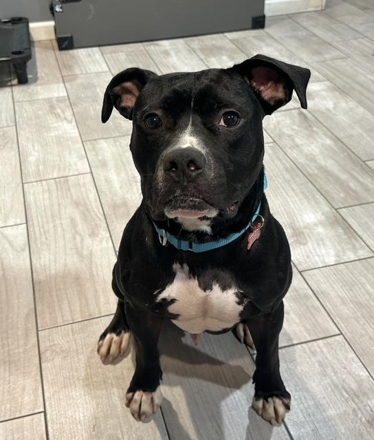 Nico, adopted, Adult Male American Staffordshire Terrier.