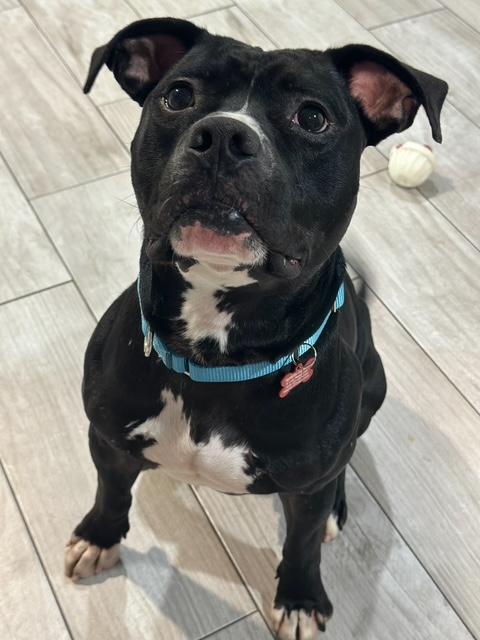 Enlarge Nico, an adopted American Staffordshire Terrier in Lyndhurst, NJ image 2/4