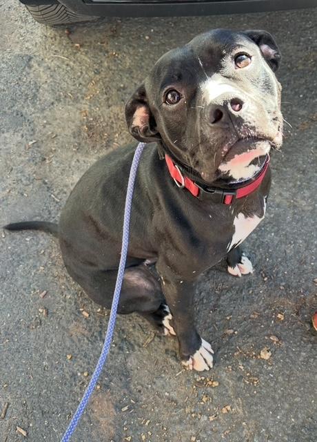 Enlarge Nico, an adopted American Staffordshire Terrier in Lyndhurst, NJ image 3/4