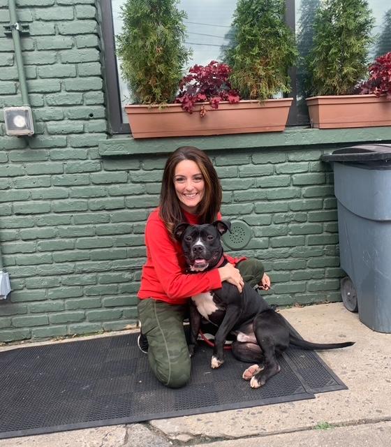 Enlarge Nico, an adopted American Staffordshire Terrier in Lyndhurst, NJ image 4/4