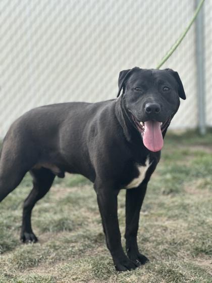 Enlarge Topher (92841), a ADOPTABLE mixed breed in Spanish Fork, UT image 1/1