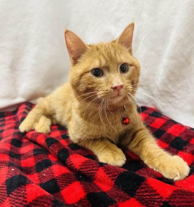 Caleb, ADOPTABLE, Young Male Domestic Medium Hair.