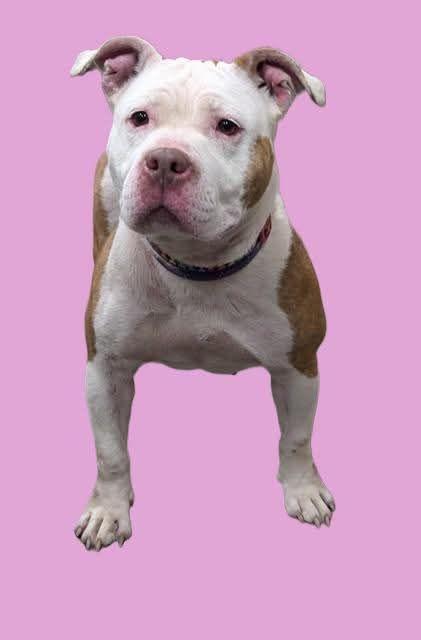 Jill, Adoptable, Adult Female Pit Bull Terrier.