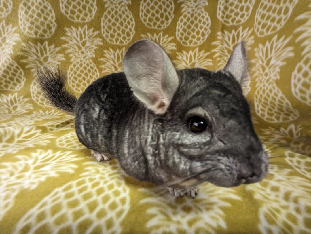 Enlarge Chern, a Adoptable Chinchilla in Fountain Valley, CA image 1/5