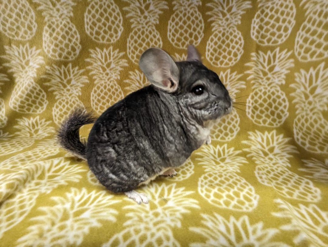Enlarge Chern, a Adoptable Chinchilla in Fountain Valley, CA image 2/5