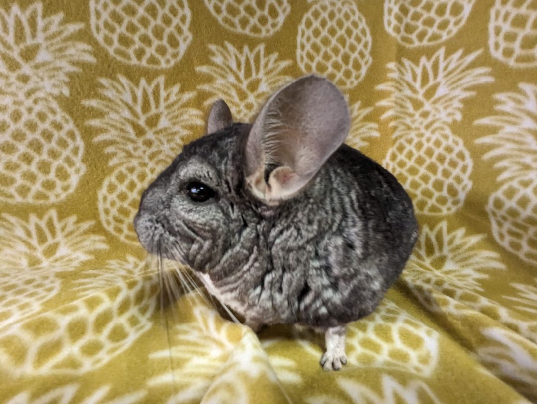 Enlarge Chern, a Adoptable Chinchilla in Fountain Valley, CA image 3/5