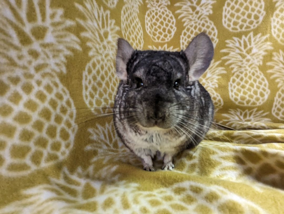 Enlarge Chern, a Adoptable Chinchilla in Fountain Valley, CA image 4/5