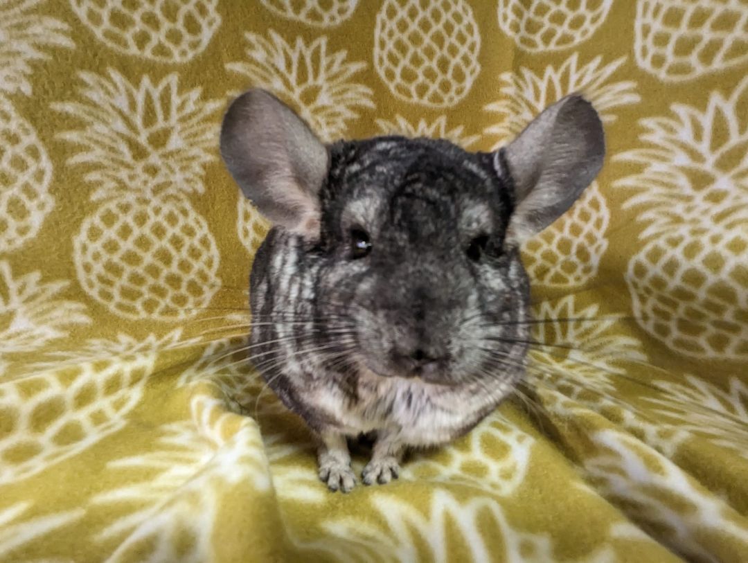 Enlarge Chern, a Adoptable Chinchilla in Fountain Valley, CA image 5/5