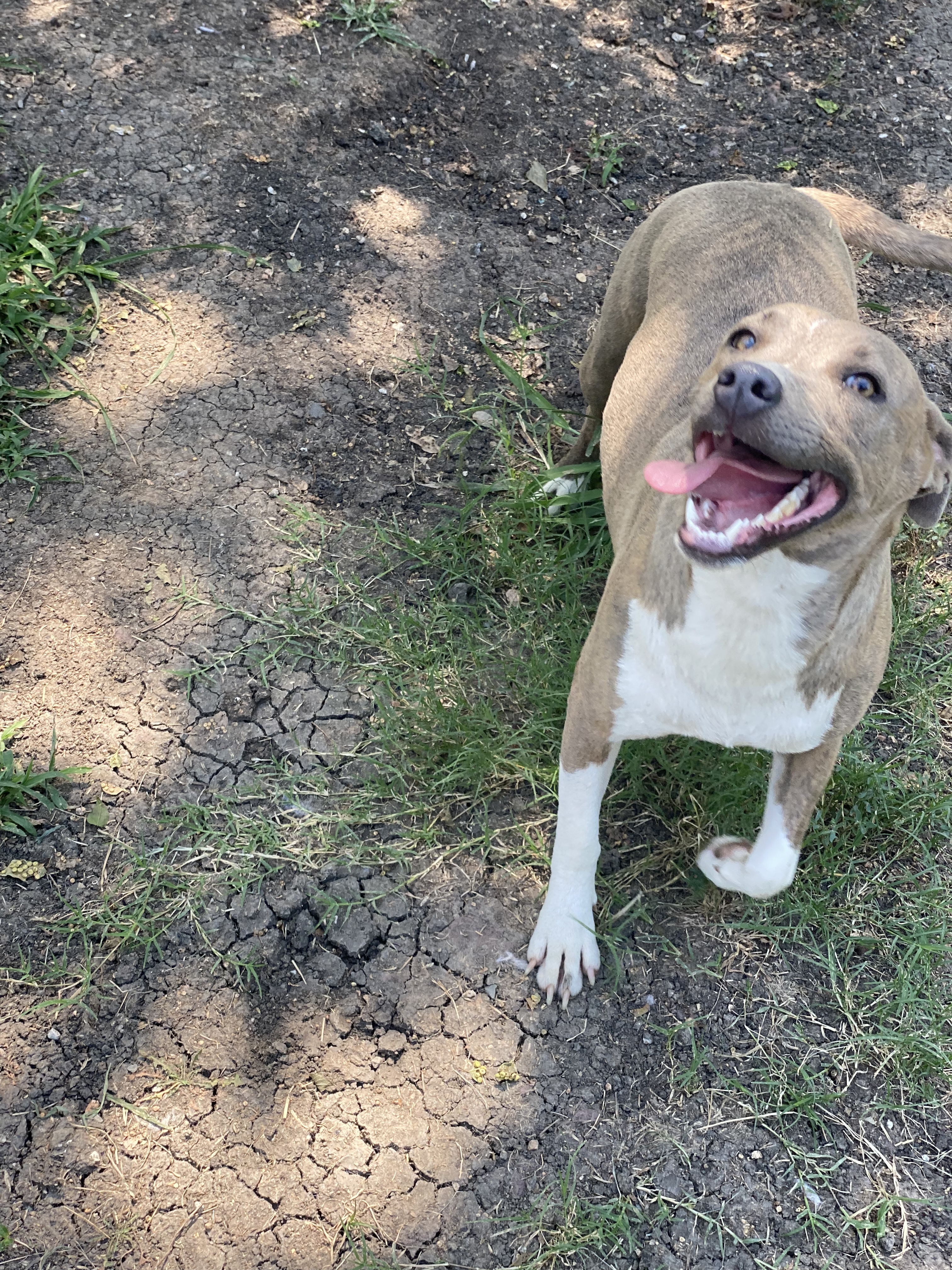 Darby, a Adoptable mixed breed in Dallas, TX image 1/12