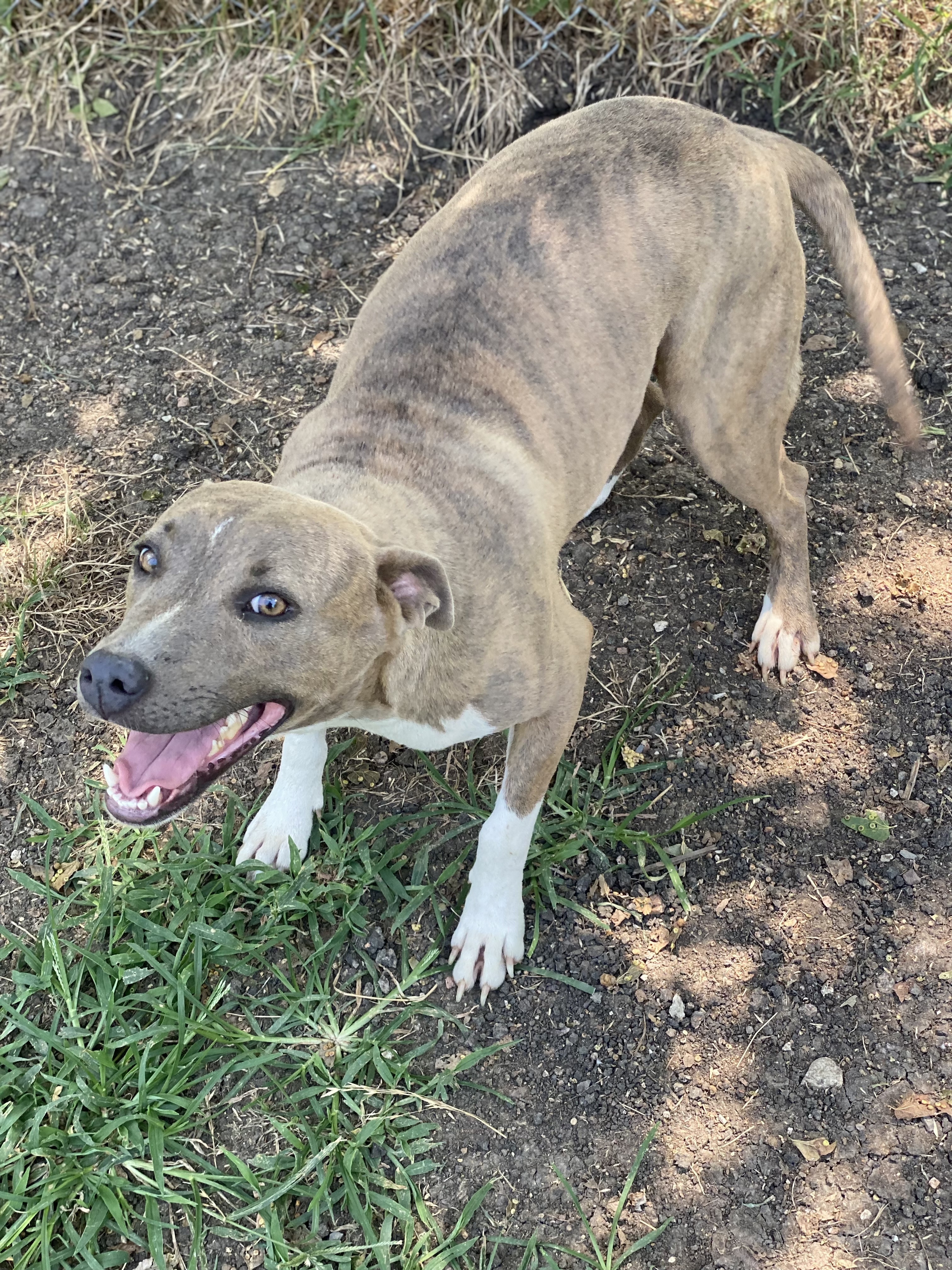 Darby, a Adoptable mixed breed in Dallas, TX image 2/12