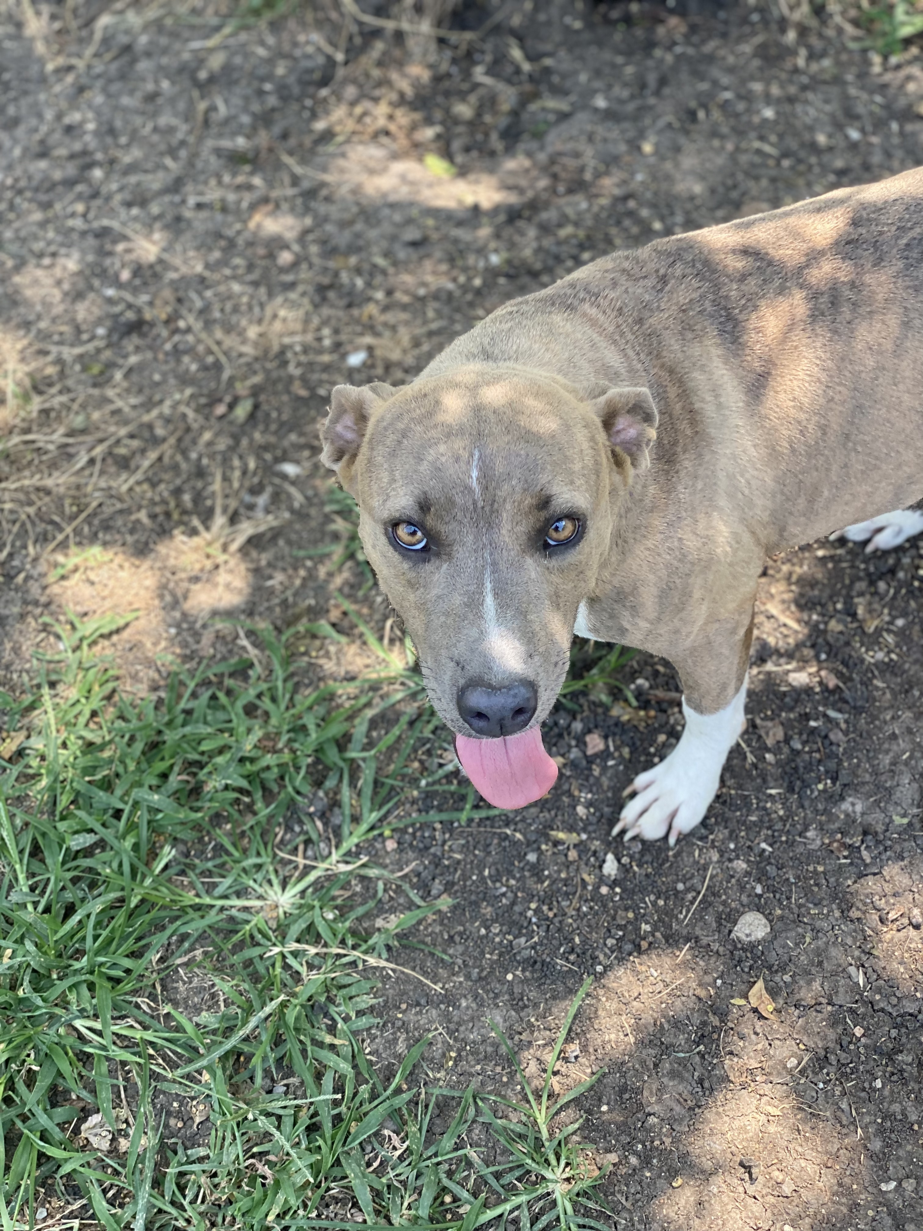 Darby, a Adoptable mixed breed in Dallas, TX image 3/12