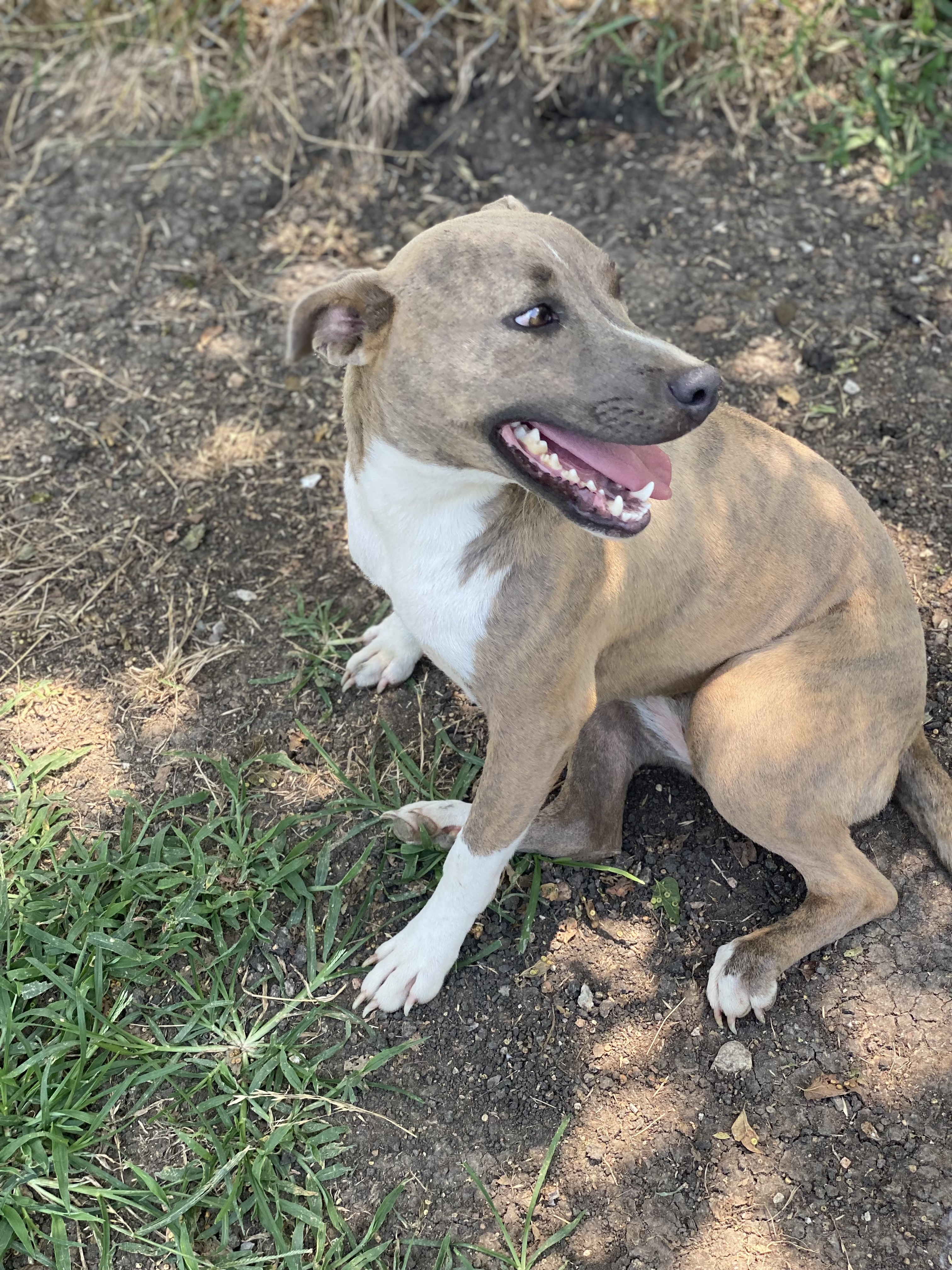 Darby, a Adoptable mixed breed in Dallas, TX image 4/12