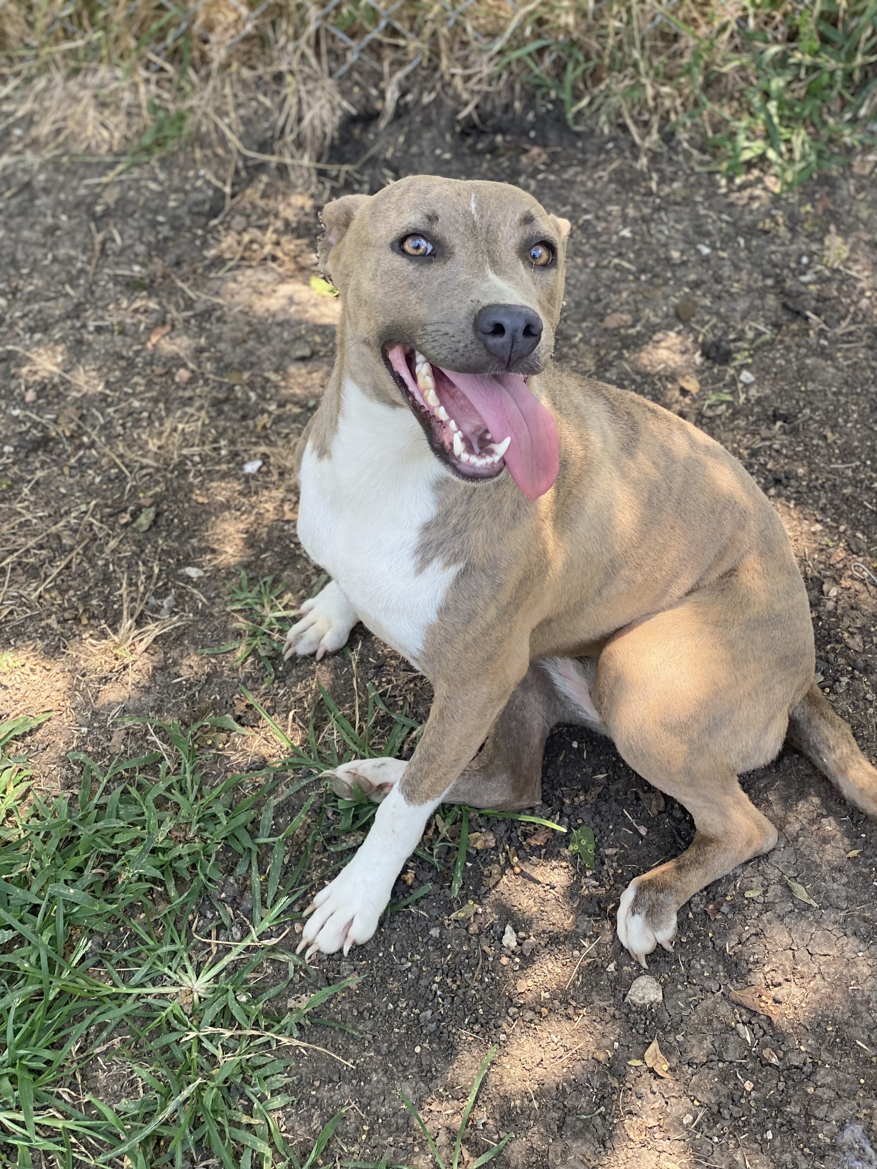 Darby, a Adoptable mixed breed in Dallas, TX image 5/12