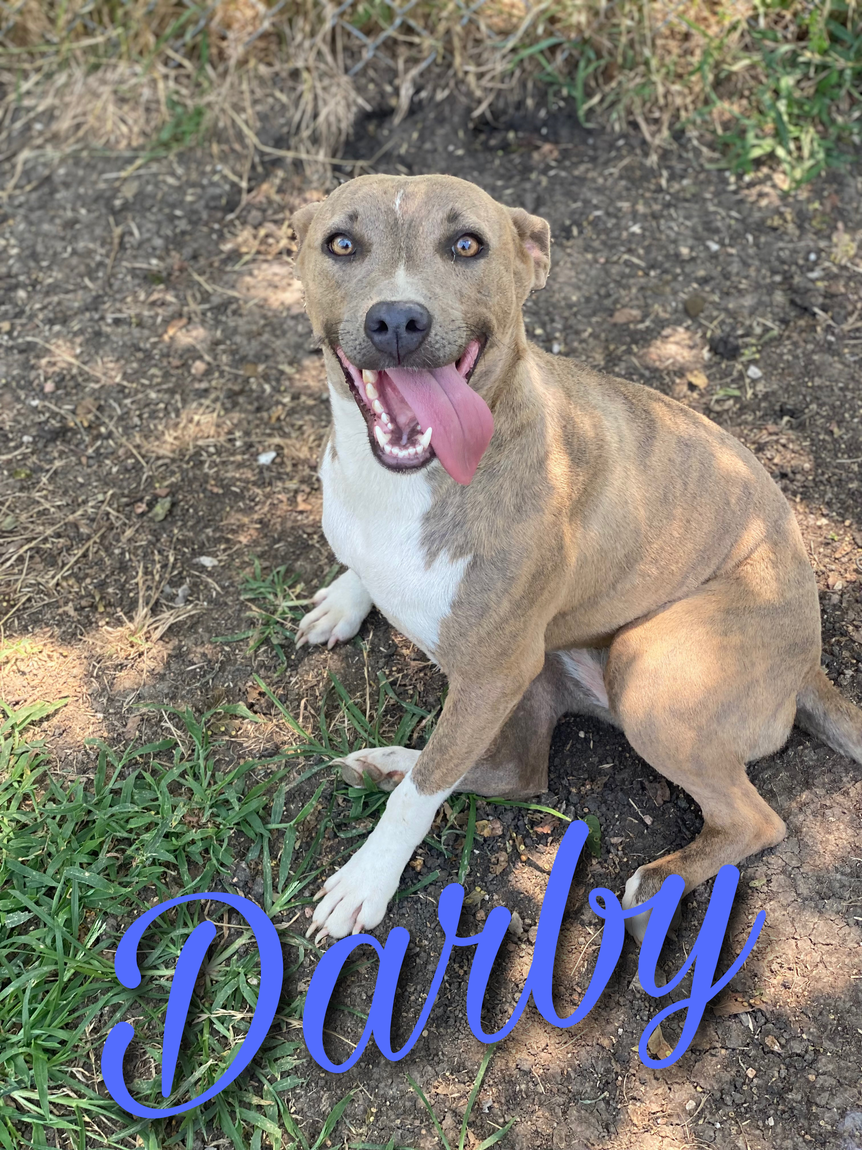 Darby, a Adoptable mixed breed in Dallas, TX image 6/12