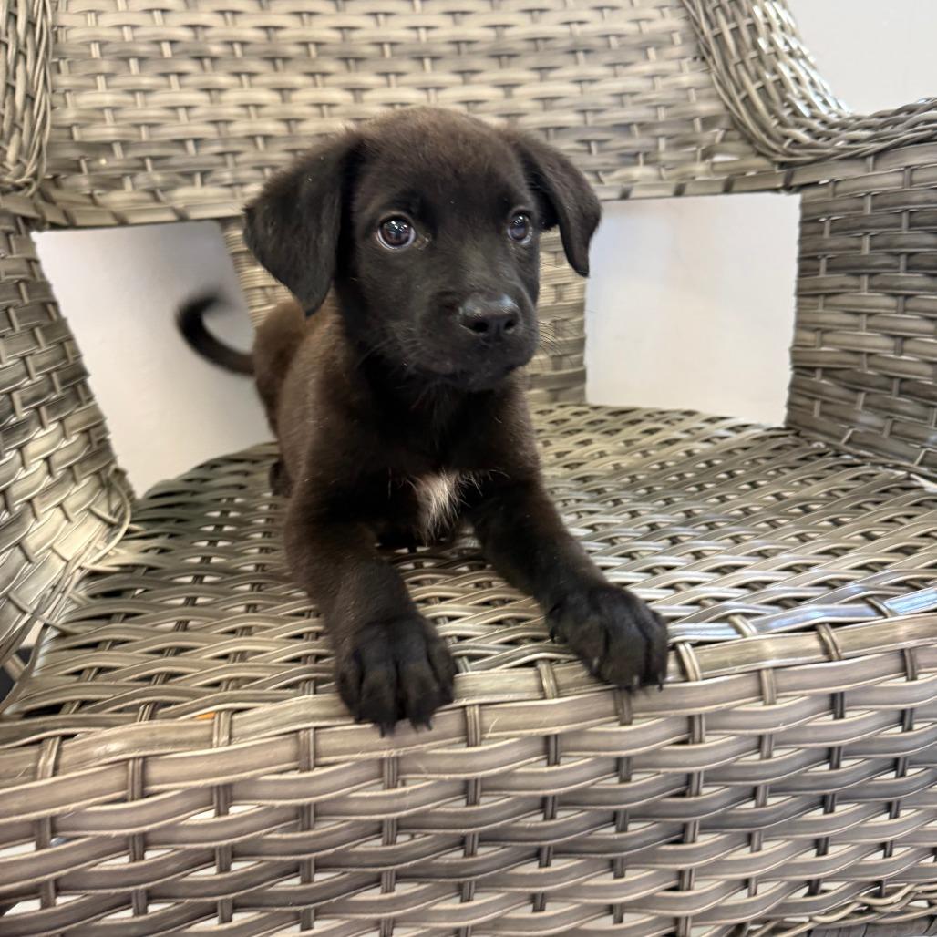 Oliver, Adoptable, Puppy Male Mixed Breed.