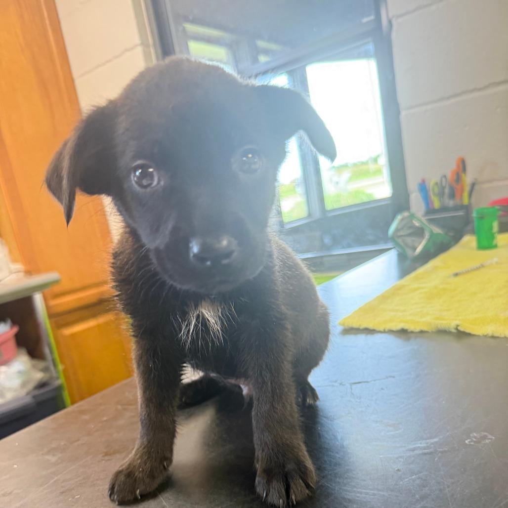 Oliver, a Adoptable Mixed Breed in Ponca City, OK image 2/2