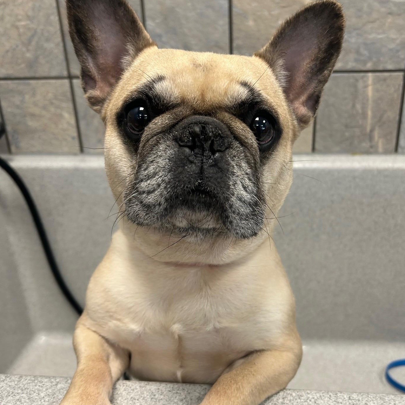 Maggie