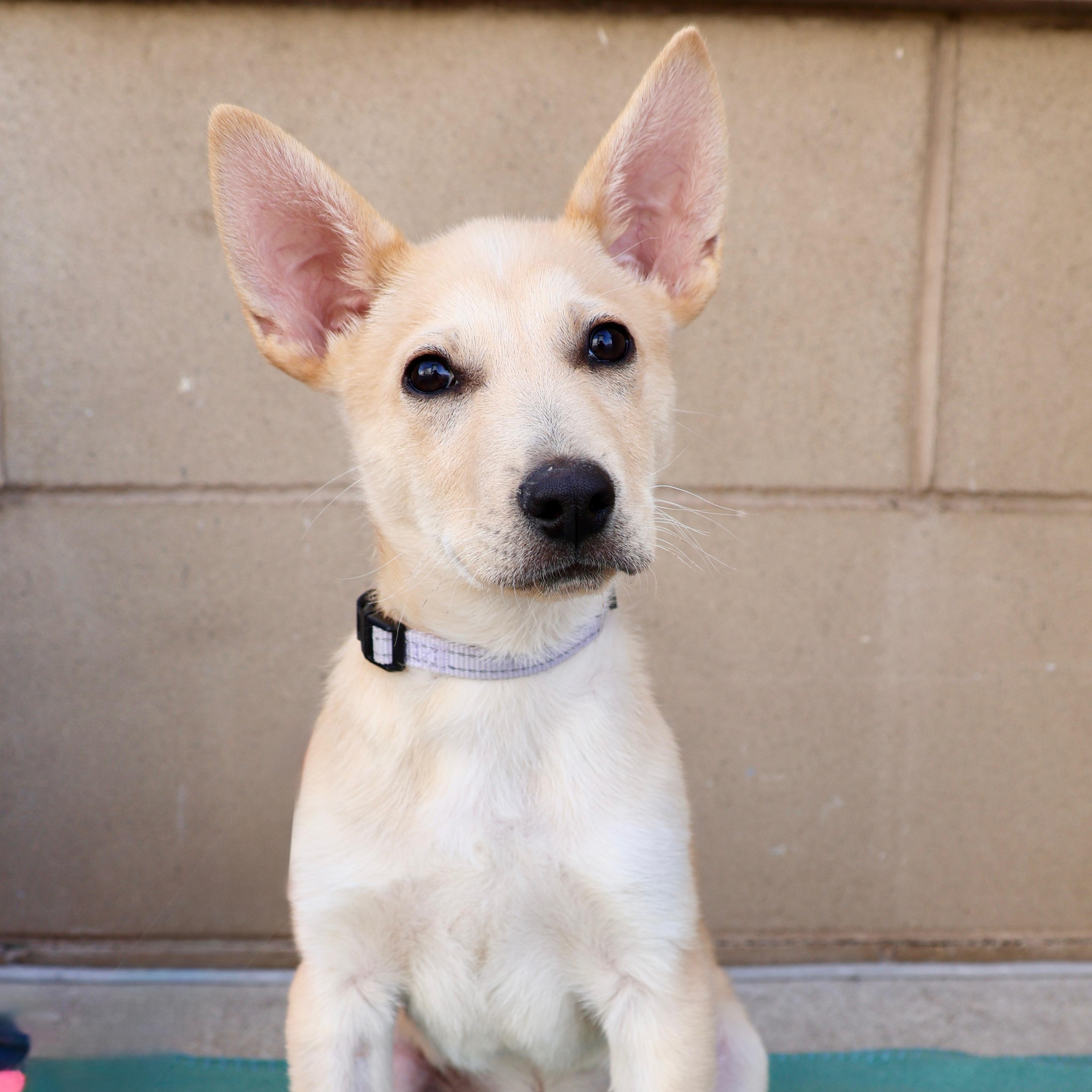 Dill, ADOPTABLE, Puppy Male Shepherd.
