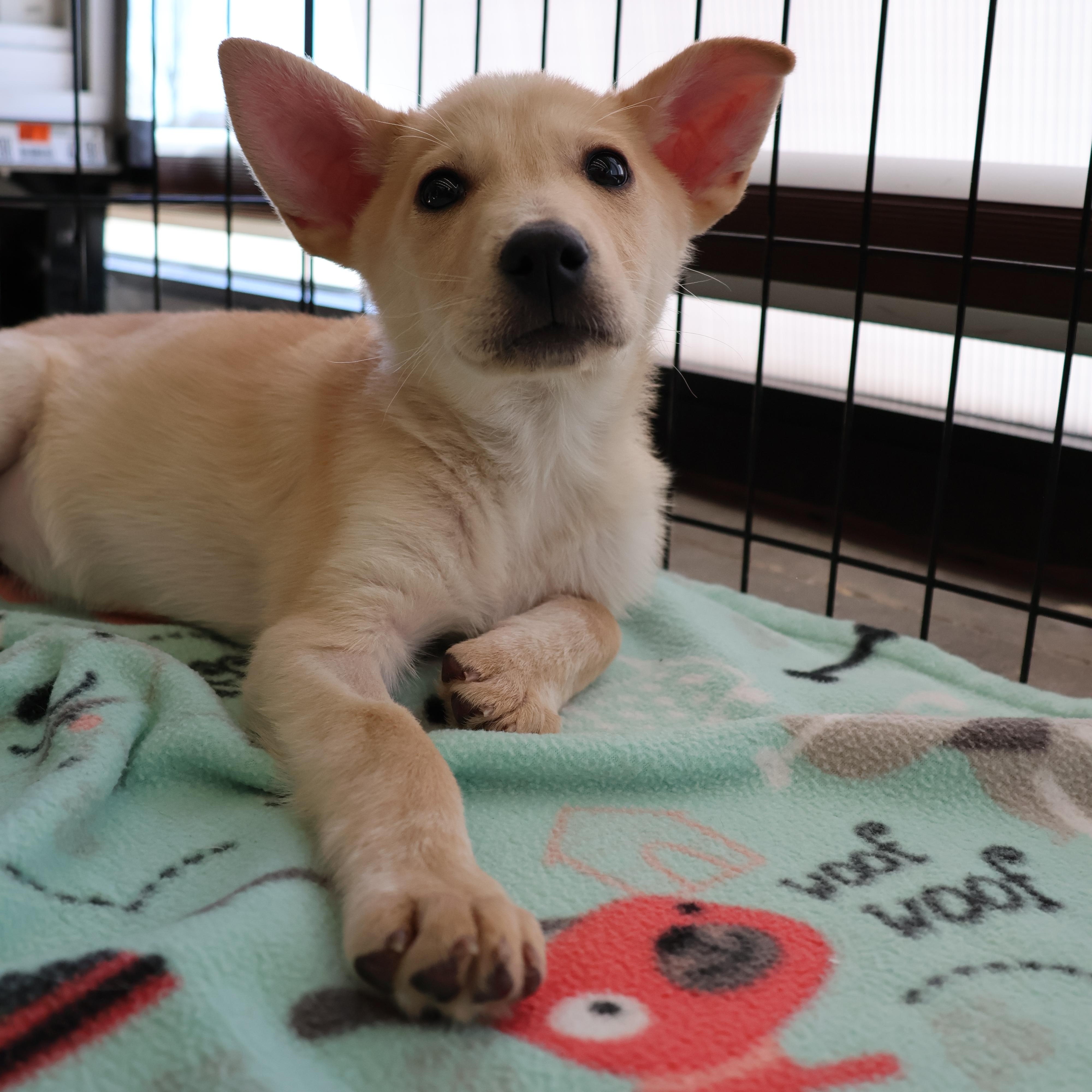 Enlarge Dill, a ADOPTABLE mixed breed in Fort Collins, CO image 4/5