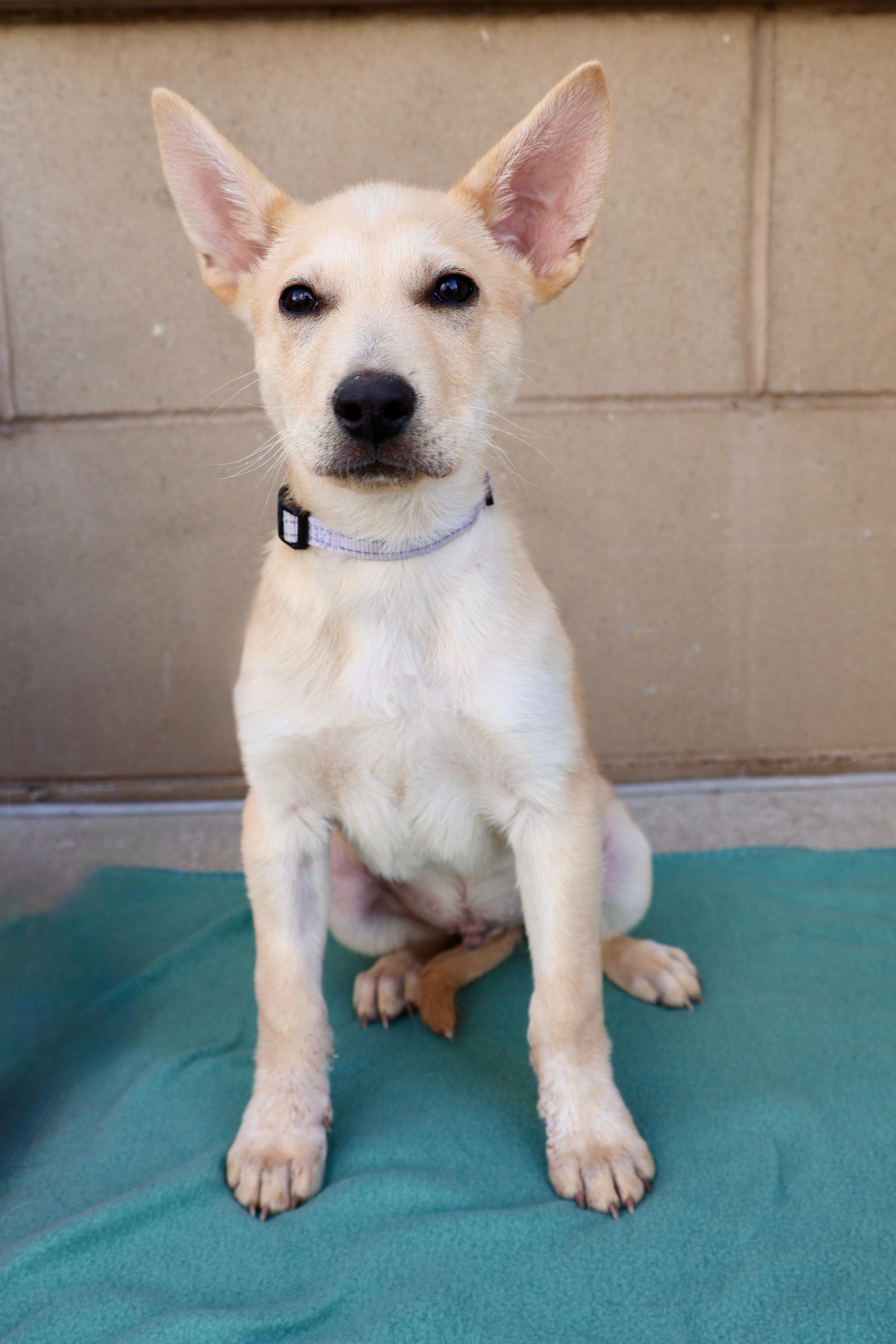 Enlarge Dill, a ADOPTABLE mixed breed in Fort Collins, CO image 2/5