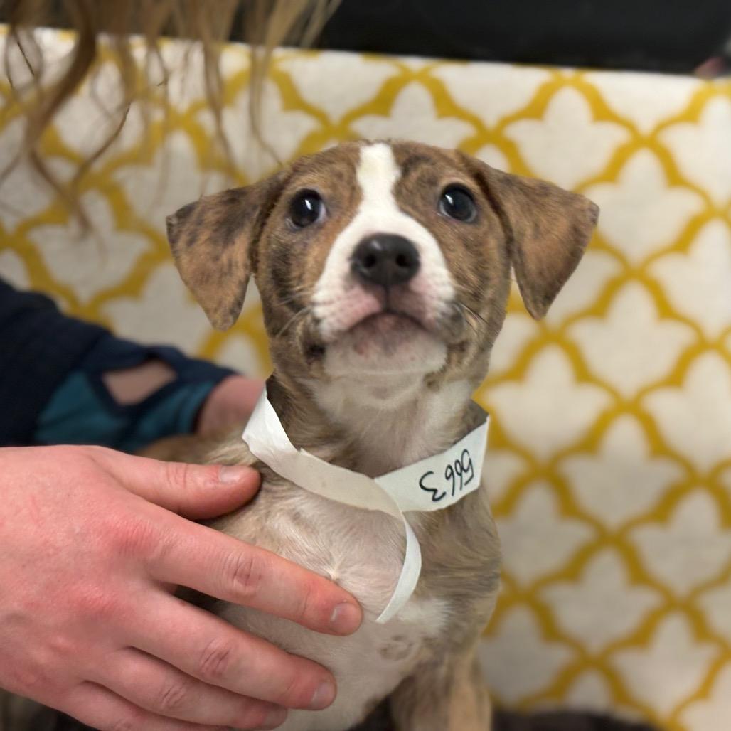 Twister, Adoptable, Puppy Male Mixed Breed.