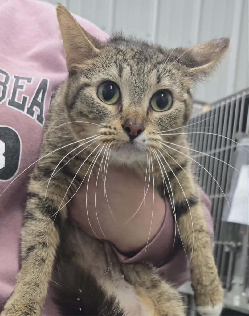Bellarini, Adoptable, Adult Female Domestic Short Hair.