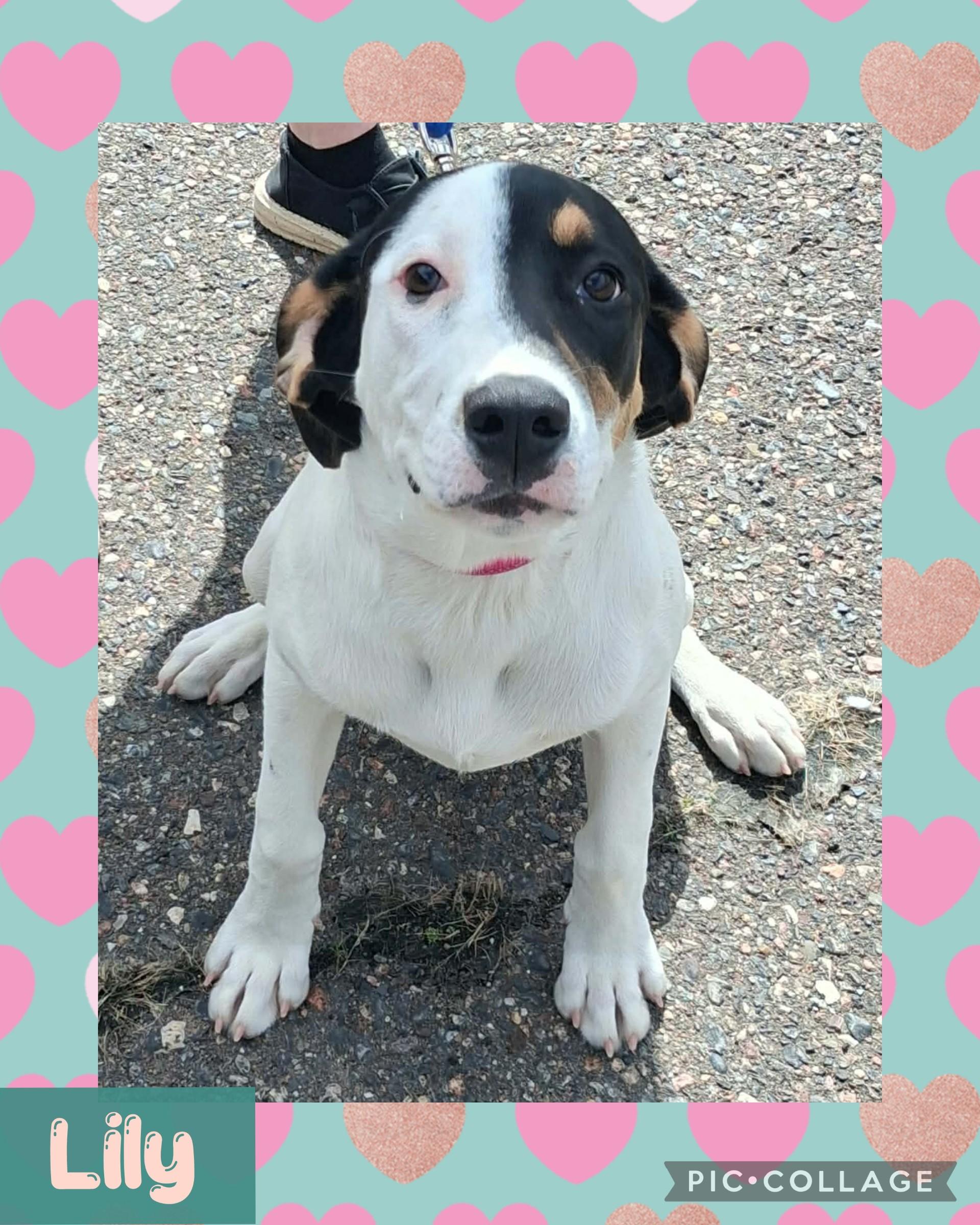 Enlarge Lily, an adopted mixed breed in Iron River, MI image 1/1